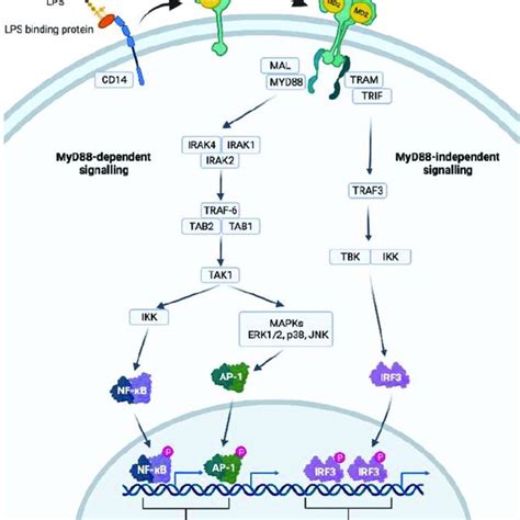 Understanding the mechanism of IL.